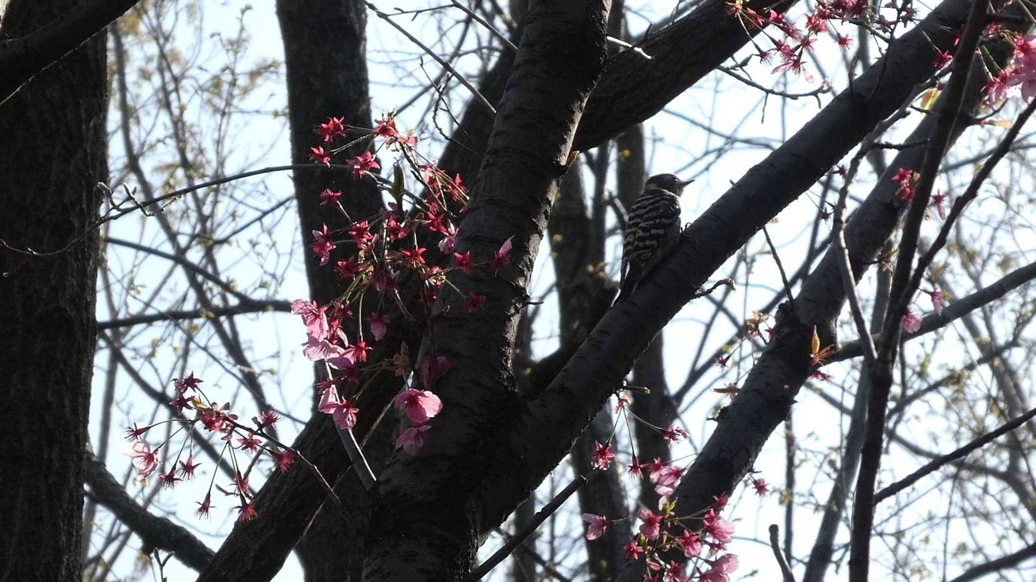 赤羽自然観察公園 コゲラの写真 by Kirin-Kita