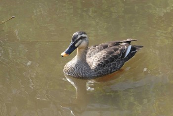 Eastern Spot-billed Duck 赤羽自然観察公園 Sun, 3/22/2020