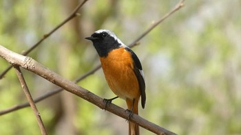 Daurian Redstart 赤羽自然観察公園 Sun, 3/22/2020