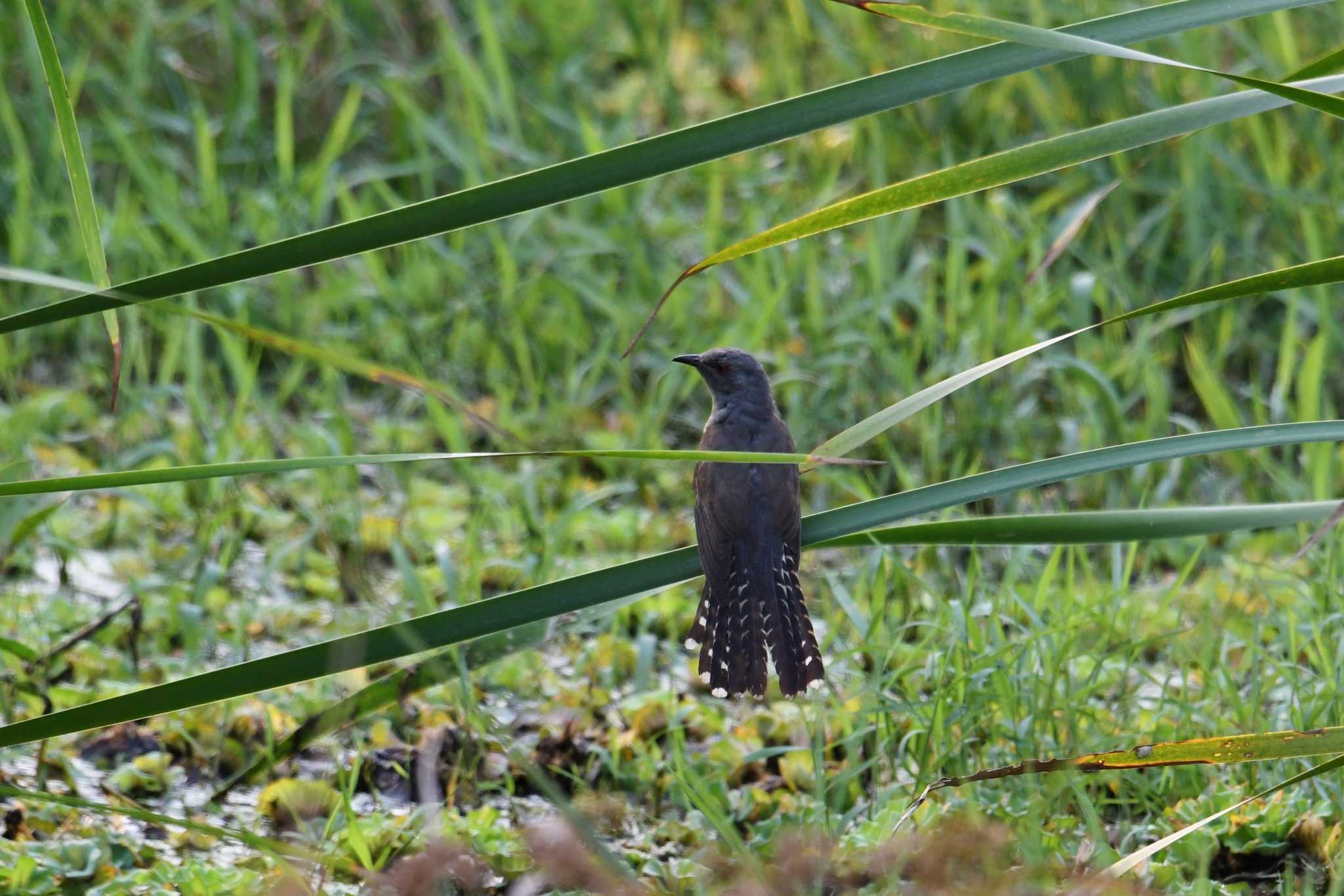 Plaintive Cuckoo