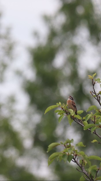 Thu, 7/23/2020 Birding report at 播磨中央公園(兵庫県)