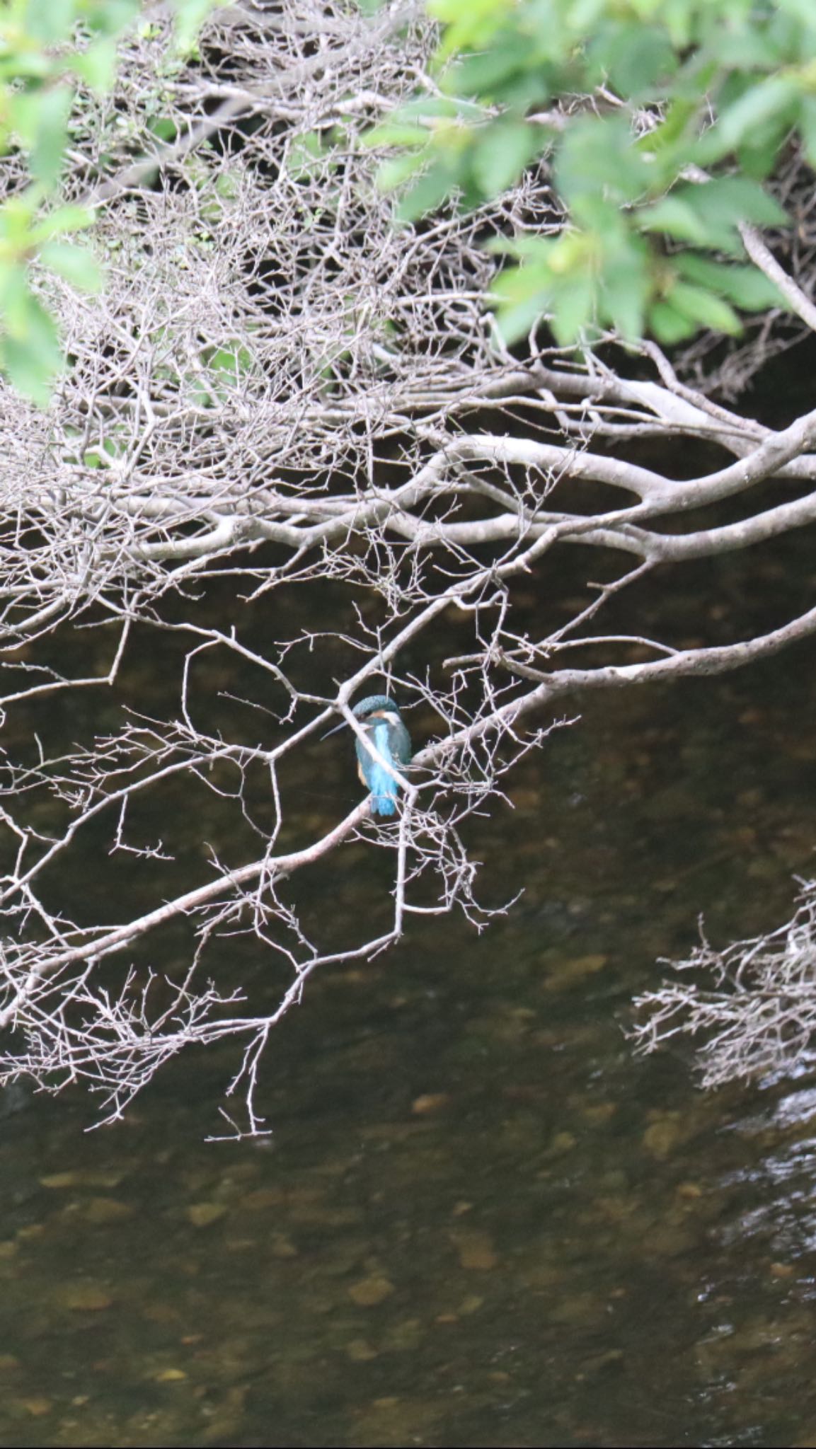 播磨中央公園(兵庫県) カワセミの写真 by キジハタ