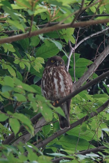 2020年7月24日(金) 東京都の野鳥観察記録