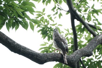 2020年7月24日(金) 東京都の野鳥観察記録