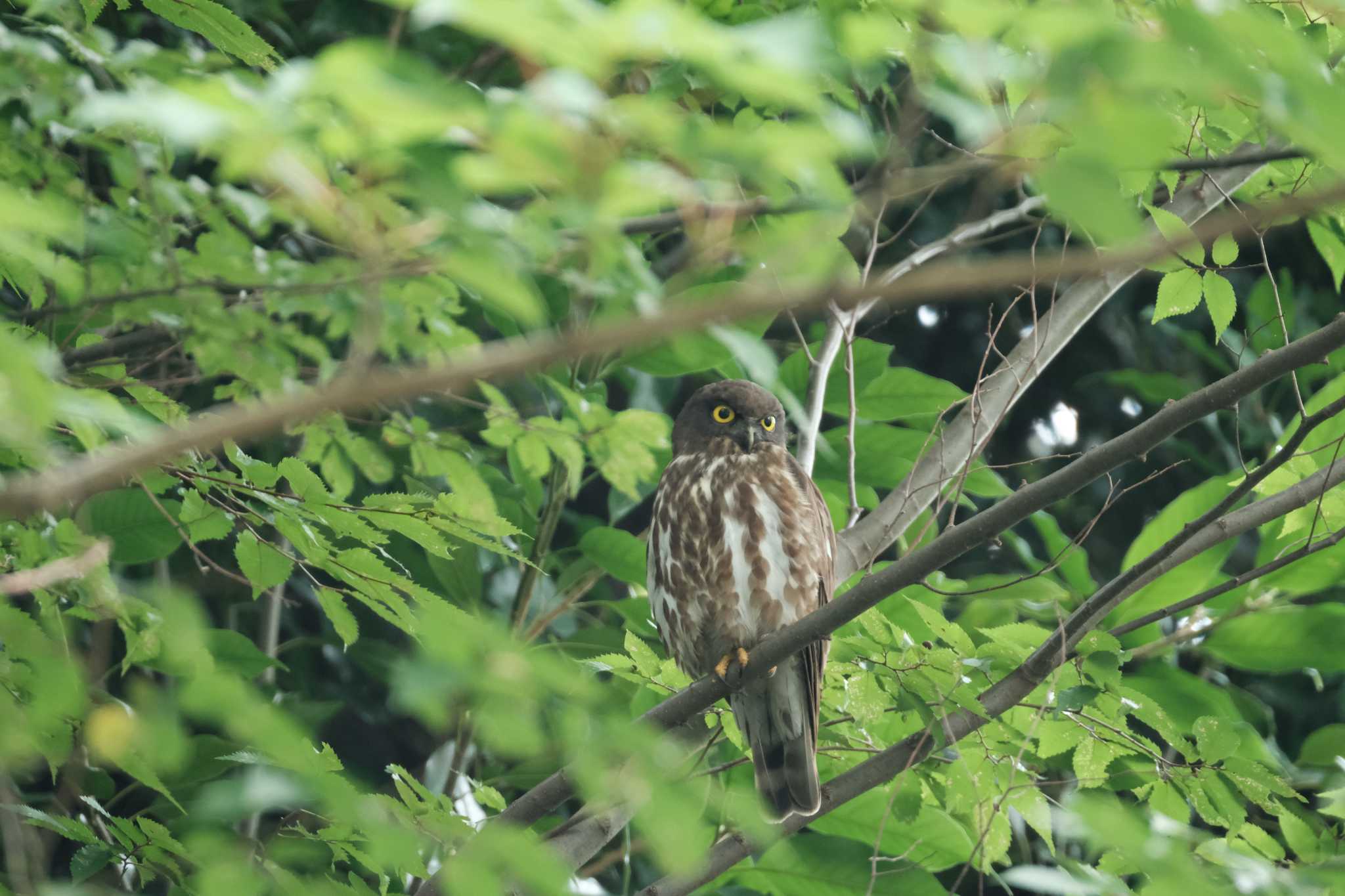 東京都 アオバズクの写真 by toru