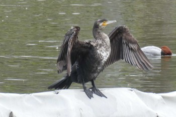 カワウ 都立浮間公園 2020年2月15日(土)