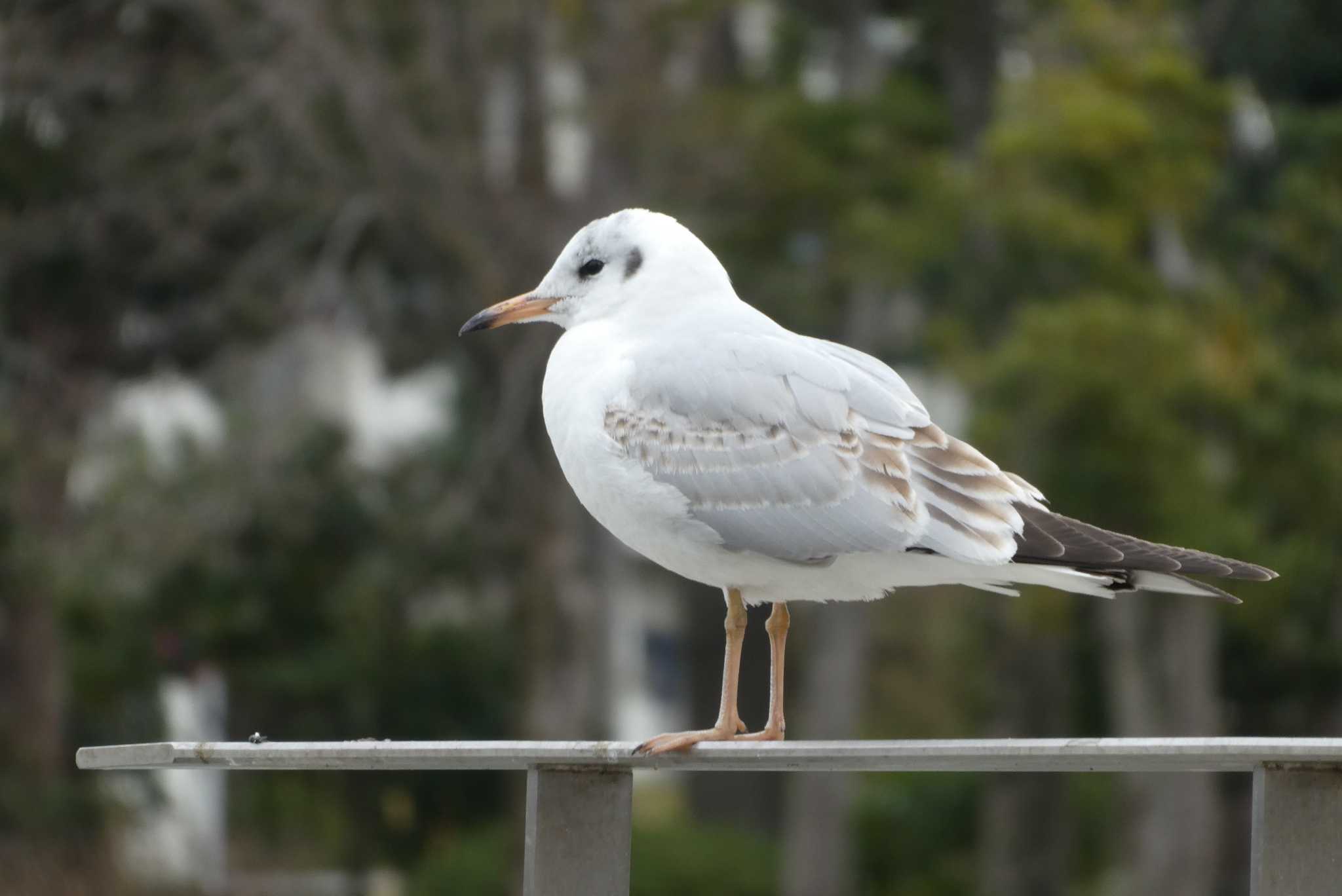 Photo of Black-headed Gull at Ukima Park by Kirin-Kita