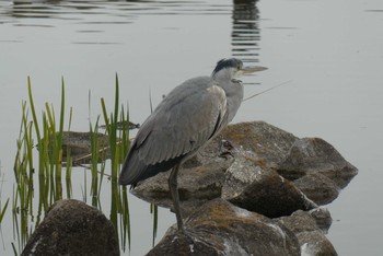 Grey Heron Ukima Park Sat, 2/15/2020