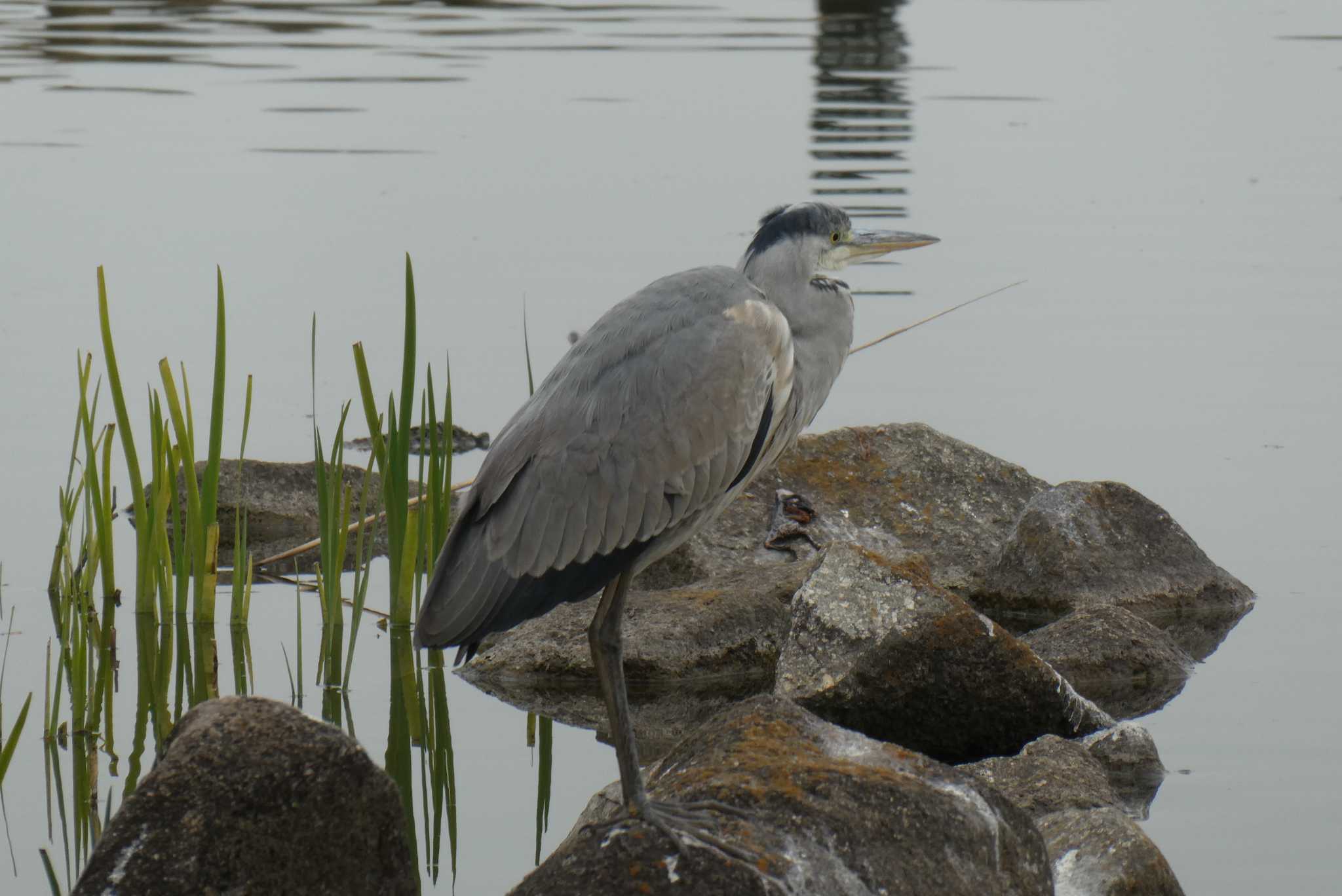 Photo of Grey Heron at Ukima Park by Kirin-Kita