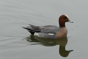 ヒドリガモ 都立浮間公園 2020年2月15日(土)