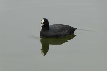 オオバン 都立浮間公園 2020年2月15日(土)