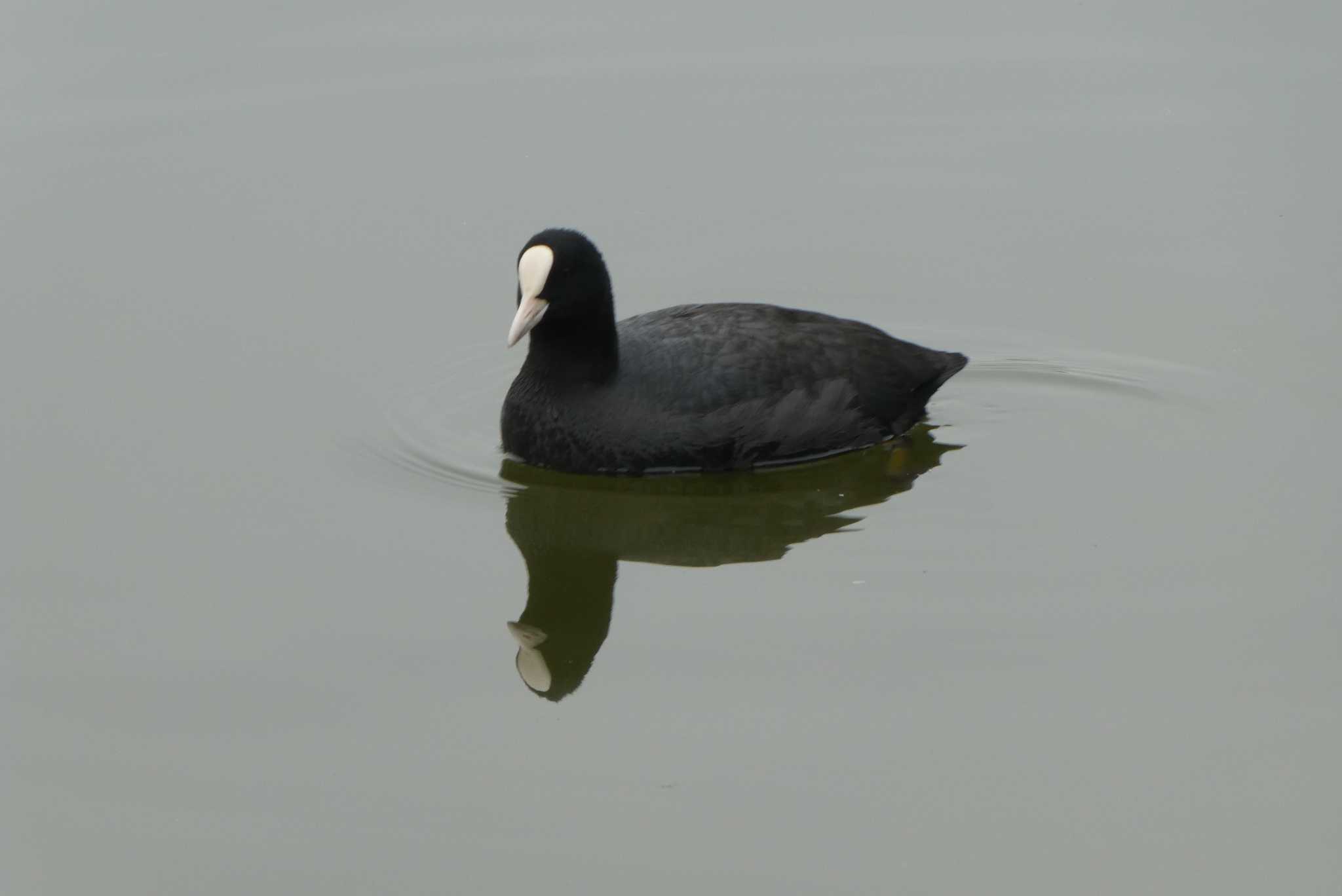 Photo of Eurasian Coot at Ukima Park by Kirin-Kita