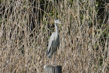 Grey Heron Ukima Park Sat, 3/21/2020