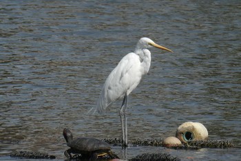 Great Egret Ukima Park Sat, 3/21/2020