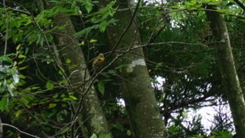 2020年7月24日(金) 須賀川牡丹園の野鳥観察記録