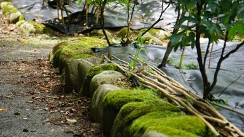 スズメ 須賀川牡丹園 2020年7月24日(金)