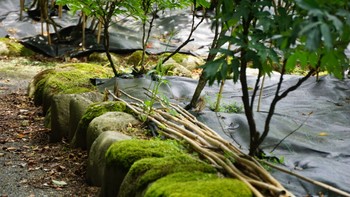 スズメ 須賀川牡丹園 2020年7月24日(金)