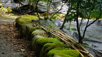 スズメ 須賀川牡丹園 2020年7月24日(金)