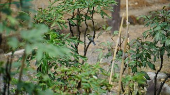 シジュウカラ 須賀川牡丹園 2020年7月24日(金)