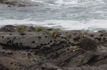 White-bellied Green Pigeon Terugasaki Beach Fri, 7/24/2020