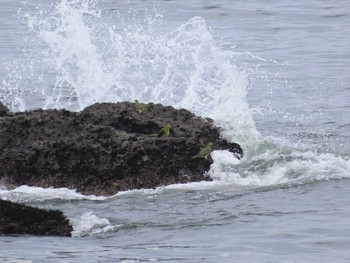 White-bellied Green Pigeon Terugasaki Beach Fri, 7/24/2020