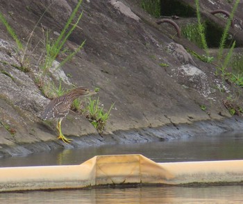 Black-crowned Night Heron 酒匂川 Fri, 7/24/2020