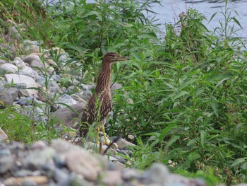 Fri, 7/24/2020 Birding report at 酒匂川