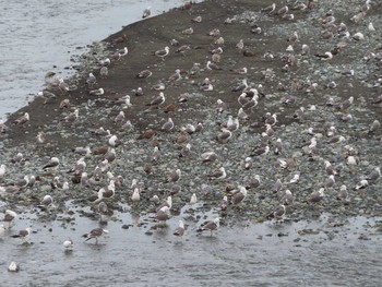 Black-tailed Gull 酒匂川 Fri, 7/24/2020