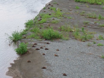 Eastern Spot-billed Duck 酒匂川 Fri, 7/24/2020