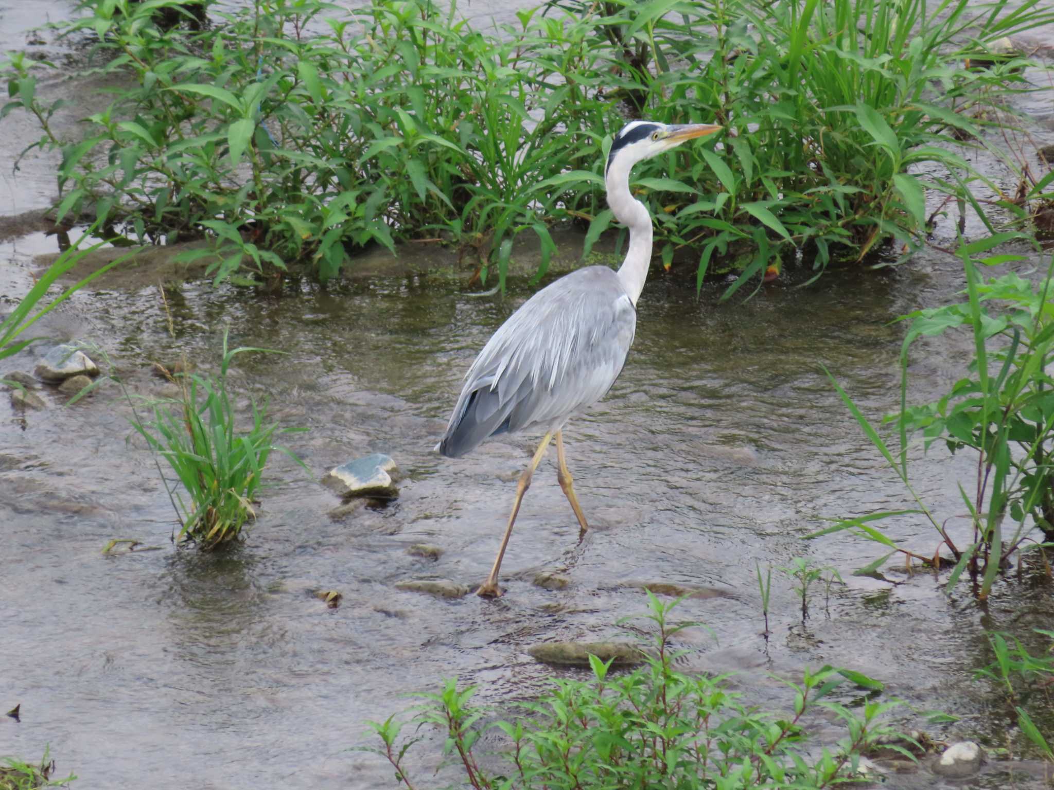 Photo of Grey Heron at 酒匂川 by ゆ