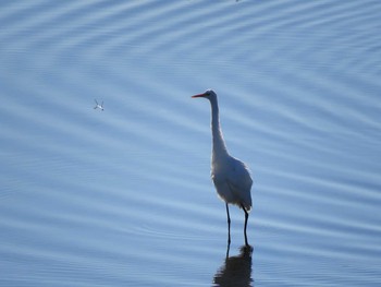 ダイサギ 羽村堰(上流) 2019年1月2日(水)