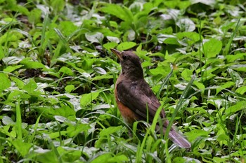 Brown-headed Thrush Togakushi Forest Botanical Garden Fri, 7/24/2020