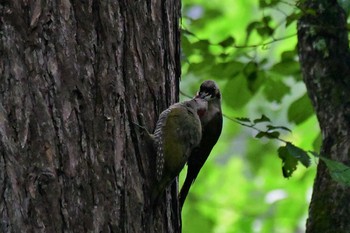 Japanese Green Woodpecker Togakushi Forest Botanical Garden Fri, 7/24/2020