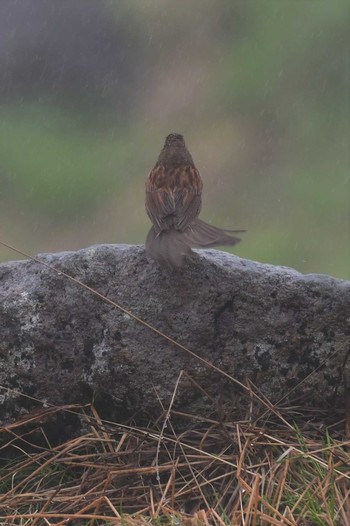 Japanese Accentor Murododaira Thu, 7/23/2020