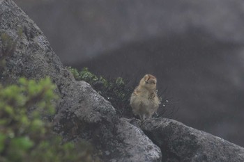 2020年7月23日(木) 室堂平の野鳥観察記録