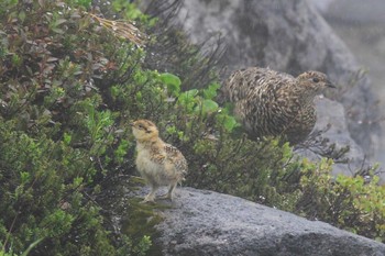 Rock Ptarmigan Murododaira Thu, 7/23/2020