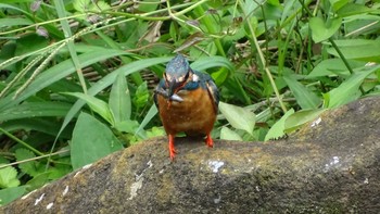 Common Kingfisher Unknown Spots Fri, 7/24/2020