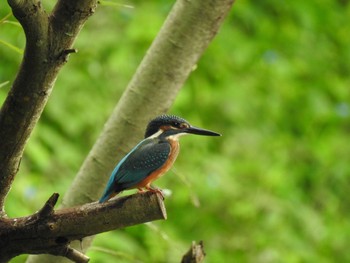 2020年7月24日(金) 葛西臨海公園の野鳥観察記録