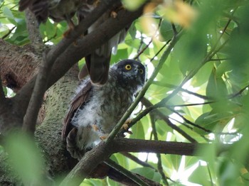 2020年7月24日(金) 湘南の野鳥観察記録