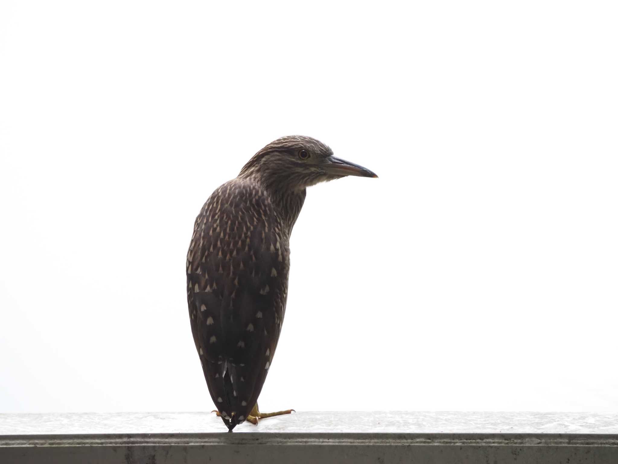 Photo of Black-crowned Night Heron at Kasai Rinkai Park by Masa