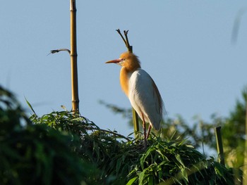 Eastern Cattle Egret 埼玉県 Wed, 6/17/2020