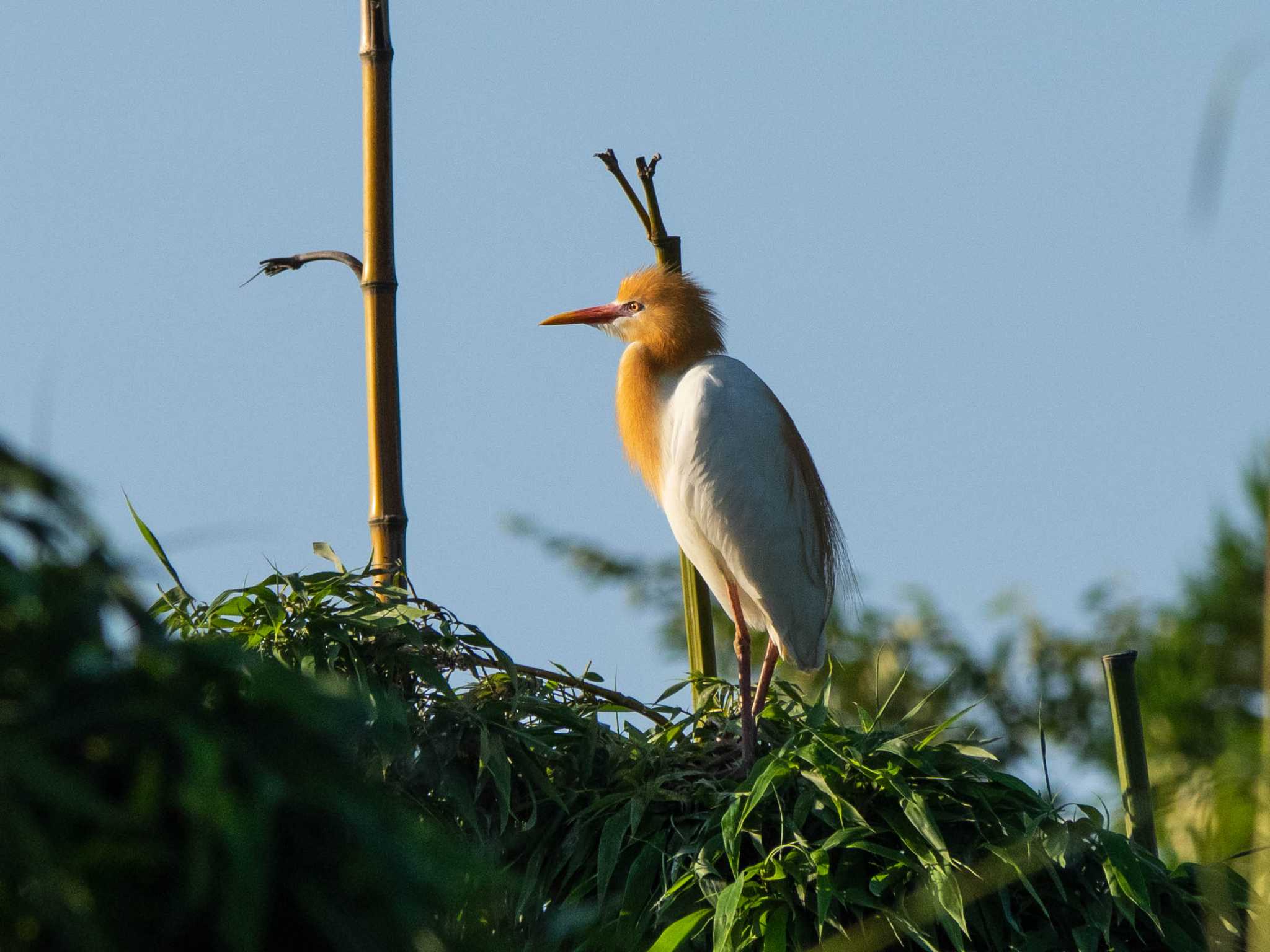 Photo of Eastern Cattle Egret at 埼玉県 by Tosh@Bird