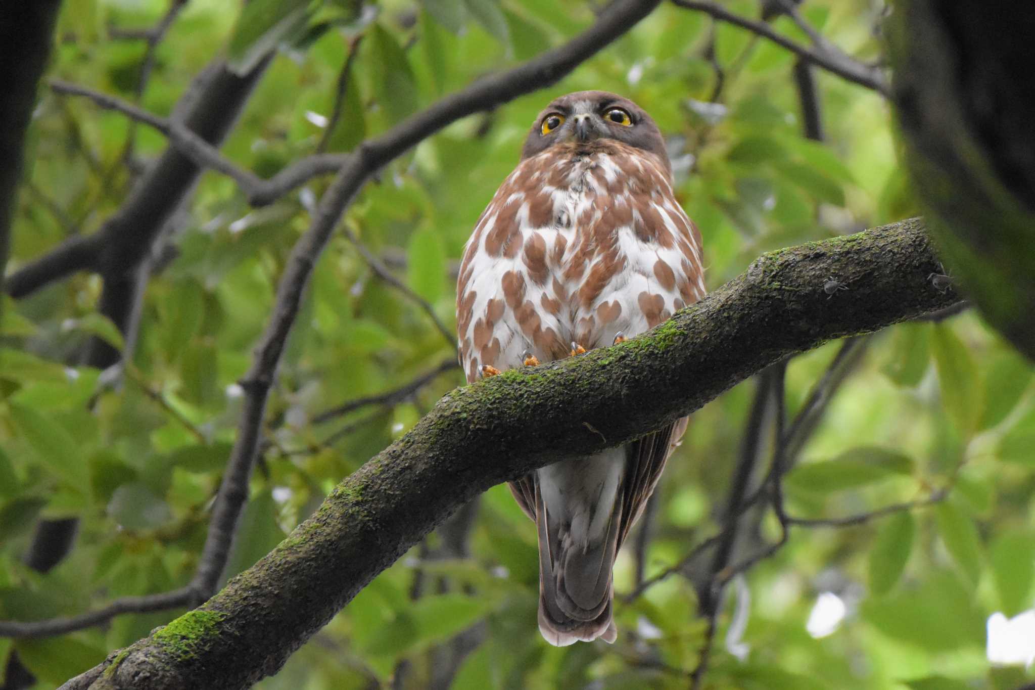 アオバズクのお母さん by 雅直