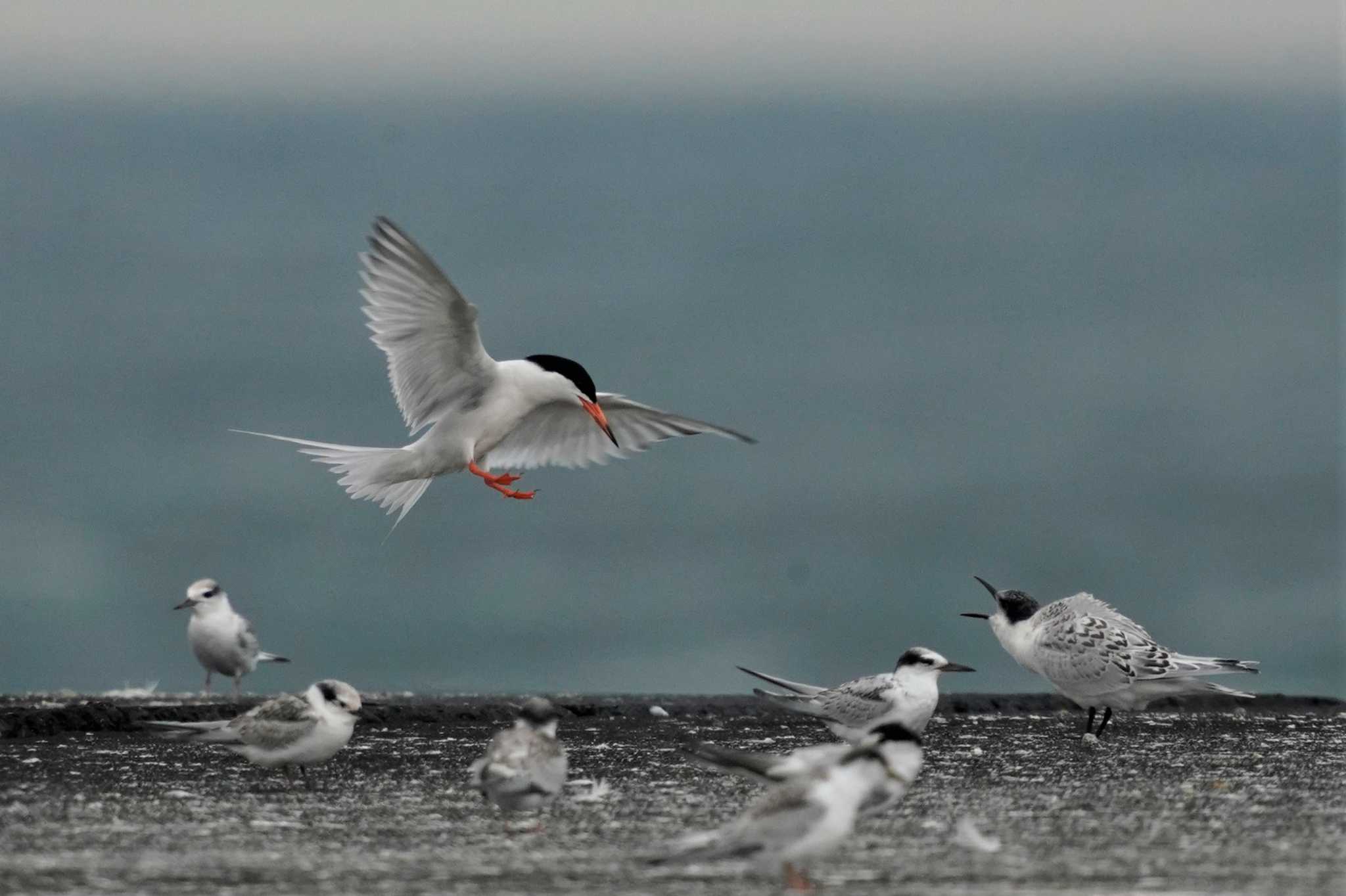 Photo of Roseate Tern at 舞子浜 by 二人歩記