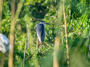 Black-crowned Night Heron 埼玉県 Wed, 6/17/2020