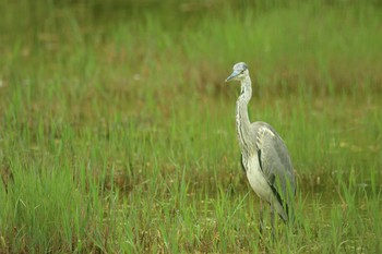 Grey Heron Osaka Tsurumi Ryokuchi Thu, 7/23/2020