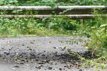 クロツグミ 陣馬山 2020年7月11日(土)