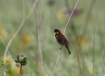 Yellow-breasted Bunting サロベツ湿原センター(サロベツ原生花園) Thu, 7/23/2020