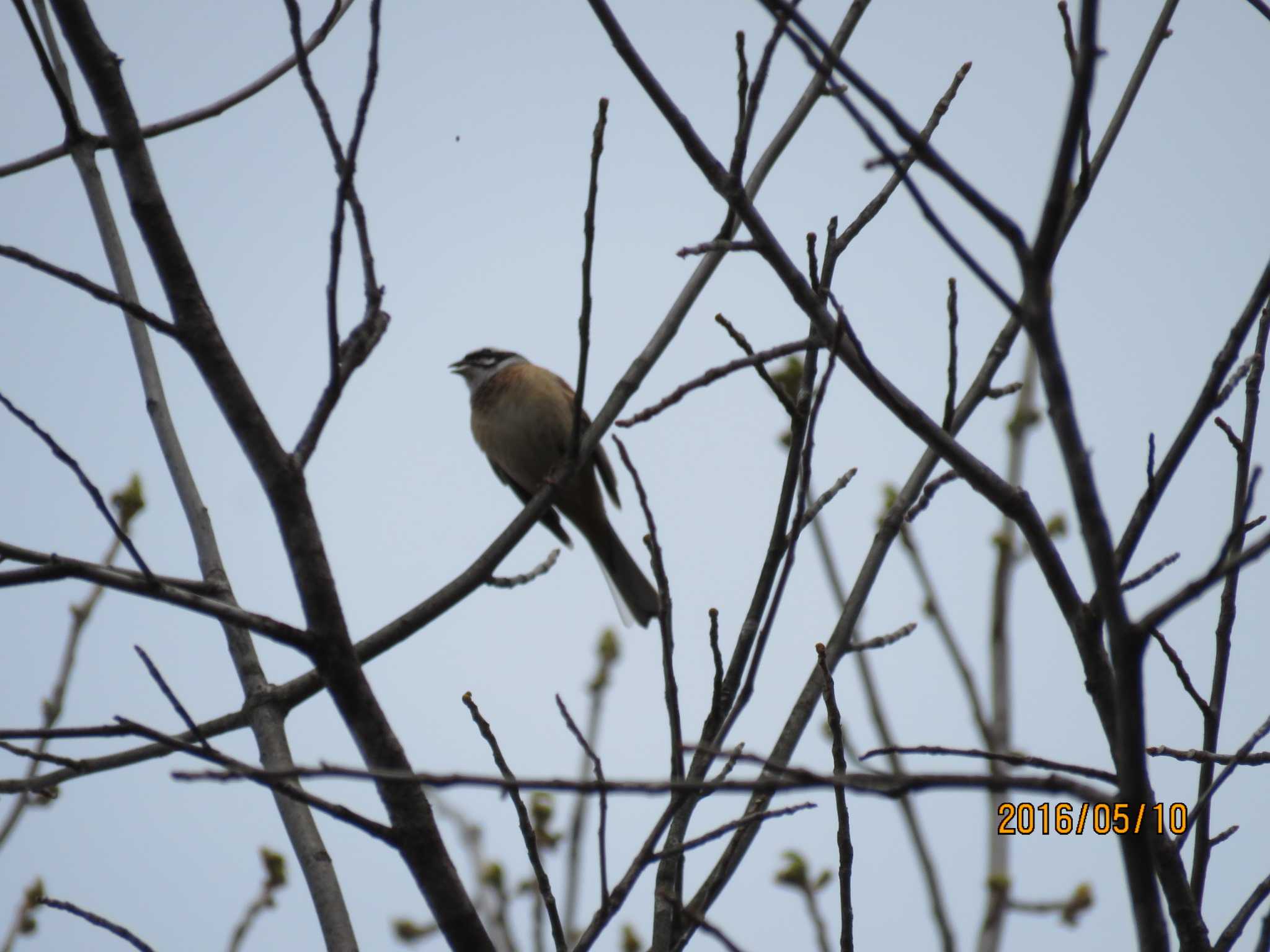 Photo of Meadow Bunting at キトウシ森林公園