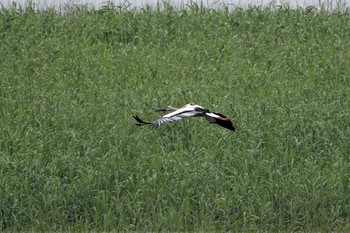 コウノトリ 渡良瀬遊水地 2020年7月24日(金)